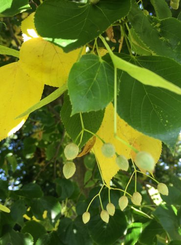 LÍPA SRDČITÁ (Tilia cordata) – ZRAJÍCÍ PLODENSTVÍ – FOTO: Marta Knauerová