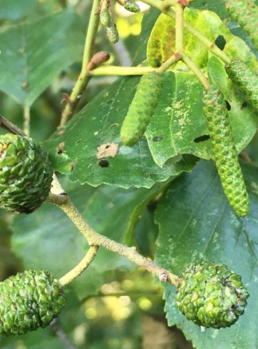 OLŠE LEPKAVÁ (Alnus glutinosa) – ZRAJÍCÍ PLODENSTVÍ – FOTO: Marta Knauerová