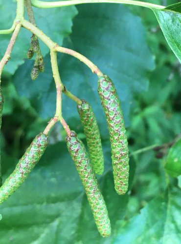 OLŠE LEPKAVÁ (Alnus glutinosa) – ZRAJÍCÍ PLODENSTVÍ – FOTO: Marta Knauerová