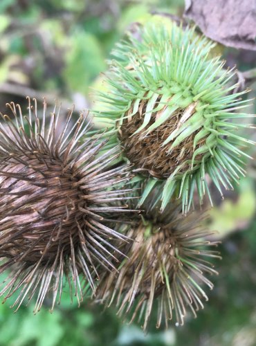 LOPUCH MENŠÍ (Arctium minus) – ZRAJÍCÍ PLODENSTVÍ – FOTO: Marta Knauerová