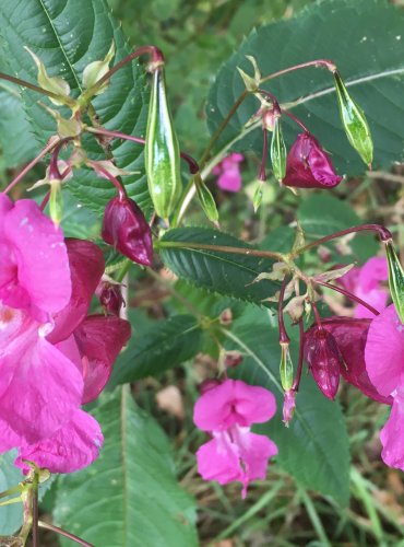 NETÝKAVKA ŽLAZNATÁ (Impatiens glandulifera) – KVĚT+ ZRAJÍCÍ PLODENSTVÍ – FOTO: Marta Knauerová