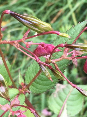 NETÝKAVKA ŽLAZNATÁ (Impatiens glandulifera) – ZRAJÍCÍ PLODENSTVÍ – FOTO: Marta Knauerová