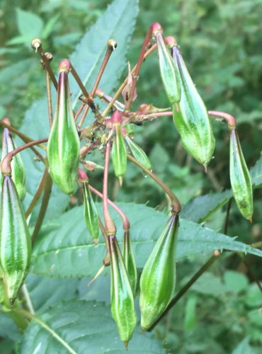 NETÝKAVKA ŽLAZNATÁ (Impatiens glandulifera) – ZRAJÍCÍ PLODENSTVÍ – FOTO: Marta Knauerová