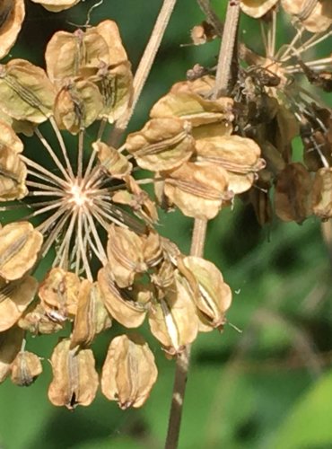 DĚHEL LESNÍ (Angelica sylvestris) – ZRAJÍCÍ PLODENSTVÍ – FOTO: Marta Knauerová