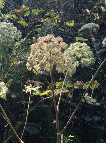 DĚHEL LESNÍ (Angelica sylvestris) – ZRAJÍCÍ PLODENSTVÍ – FOTO: Marta Knauerová