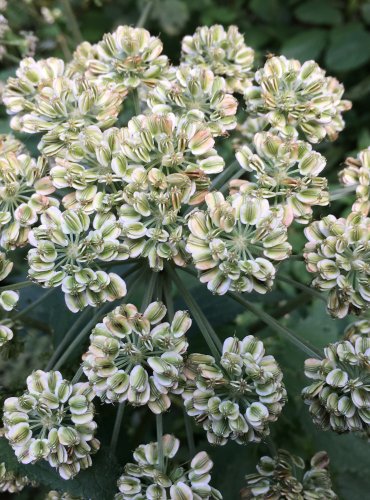 DĚHEL LESNÍ (Angelica sylvestris) – ZRAJÍCÍ PLODENSTVÍ – FOTO: Marta Knauerová