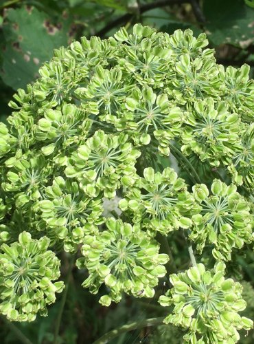 DĚHEL LESNÍ (Angelica sylvestris) – ZRAJÍCÍ PLODENSTVÍ – FOTO: Marta Knauerová