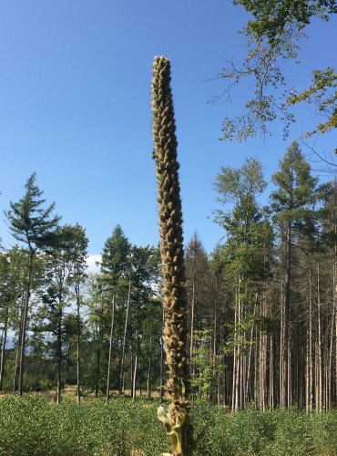 DIVIZNA MALOKVĚTÁ (Verbascum thapsus) – ZRALÉ PLODENSTVÍ – FOTO: Marta Knauerová