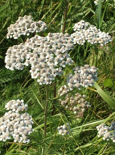 ŘEBŘÍČEK OBECNÝ (Achillea millefolium) FOTO: Marta Knauerová