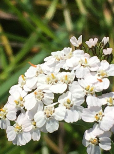 ŘEBŘÍČEK OBECNÝ (Achillea millefolium) FOTO: Marta Knauerová