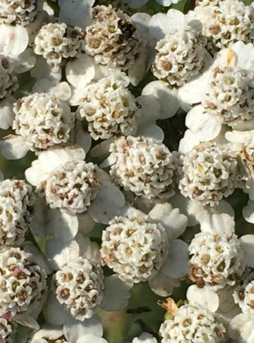 ŘEBŘÍČEK OBECNÝ (Achillea millefolium) – KVĚTENSTVÍ – FOTO: Marta