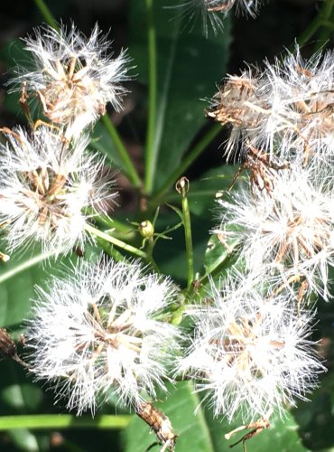 STARČEK FUCHSŮV (Senecio ovatus) – ZRAJÍCÍ PLODENSTVÍ – FOTO: Marta Knauerová