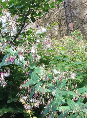 VĚSENKA NACHOVÁ (Prenanthes purpurea) – ZRAJÍCÍ PLODENSTVÍ – FOTO: Marta