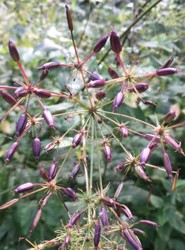 VĚSENKA NACHOVÁ (Prenanthes purpurea) – ZRAJÍCÍ PLODENSTVÍ – FOTO: Marta