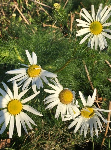 HEŘMÁNKOVEC NEVONNÝ (Tripleurospermum inodorum) FOTO: Marta Knauerová