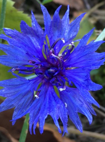 CHRPA MODRÁ (Centaurea cyanus) FOTO: Marta Knauerová