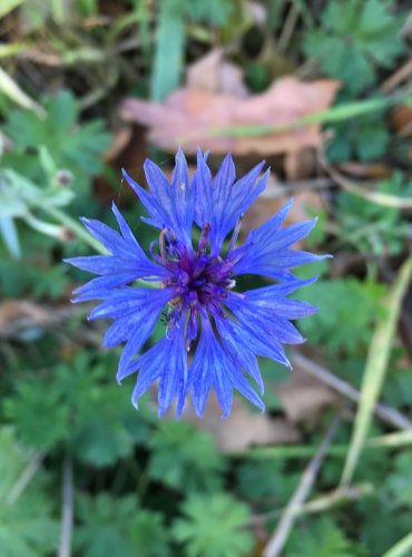 CHRPA MODRÁ (Centaurea cyanus) FOTO: Marta Knauerová