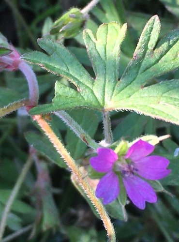 KAKOST DLANITOSEČNÝ (Geranium dissectum) FOTO: Marta Knauerová