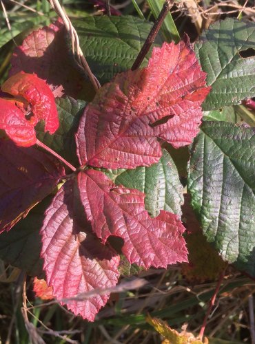 OSTRUŽINÍK (Rubus spp.) bez bližšího určení – FOTO: Marta Knauerová, 2022