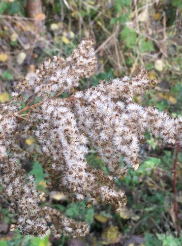 ZLATOBÝL KANADSKÝ (Solidago canadensis) – ZRAJÍCÍ PLODENSTVÍ – FOTO: Marta Knauerová

