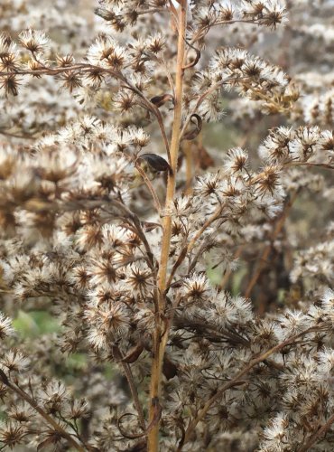 ZLATOBÝL KANADSKÝ (Solidago canadensis) – ZRAJÍCÍ PLODENSTVÍ – FOTO: Marta Knauerová

