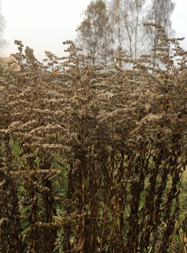 ZLATOBÝL KANADSKÝ (Solidago canadensis) – ZRAJÍCÍ PLODENSTVÍ – FOTO: Marta Knauerová

