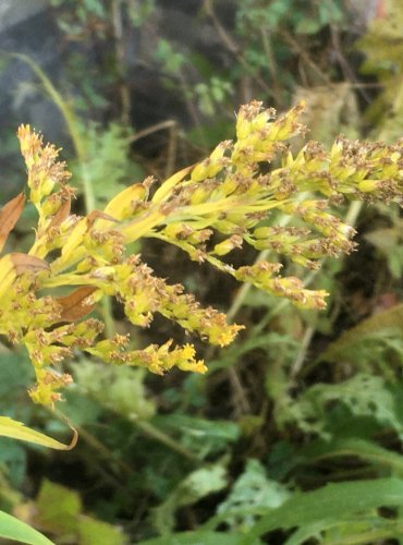 ZLATOBÝL KANADSKÝ (Solidago canadensis) – ZRAJÍCÍ PLODENSTVÍ – FOTO: Marta Knauerová


