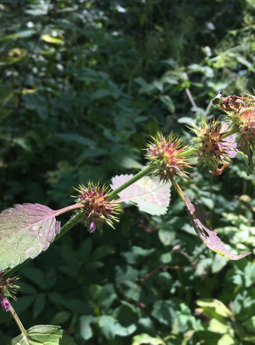 KONOPICE POLNÍ (Galeopsis tetrahit) ZRAJÍCÍ PLODENSTVÍ – FOTO: Marta Knauerová