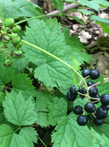 SAMOROSTLÍK KLASNATÝ (Actaea spicata) – ZRALÉ I NEZRALÉ PLODY – FOTO: Marta Knauerová