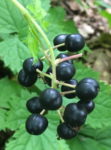 SAMOROSTLÍK KLASNATÝ (Actaea spicata) – ZRALÉ PLODY – FOTO: Marta Knauerová