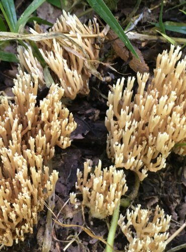 KUŘÁTKA – (Ramaria spp.) – bez bližšího určení druhu – FOTO: Marta Knauerová