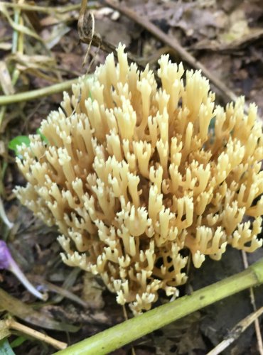 KUŘÁTKA – (Ramaria spp.) – bez bližšího určení druhu – FOTO: Marta Knauerová