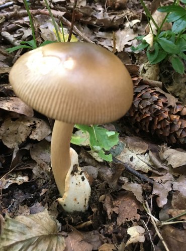 POŠVATKA PLAVÁ (Amanita fulva) FOTO: Marta Knauerová