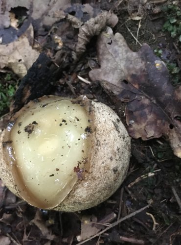 VAJÍČKO HADOVKY SMRDUTÉ (Phallus impudicus) FOTO: Marta Knauerová