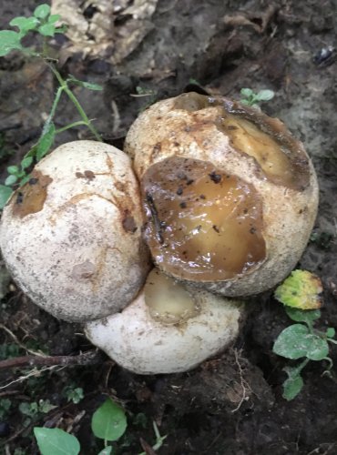 VAJÍČKO HADOVKY SMRDUTÉ (Phallus impudicus) FOTO: Marta Knauerová