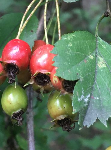 HLOH OBECNÝ (Crataegus laevigata) – ZRALÉ PLODY – FOTO: Marta Knauerová