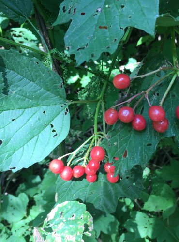 KALINA OBECNÁ (Viburnum opulus) – ZRALÉ PLODY – FOTO: Marta Knauerová