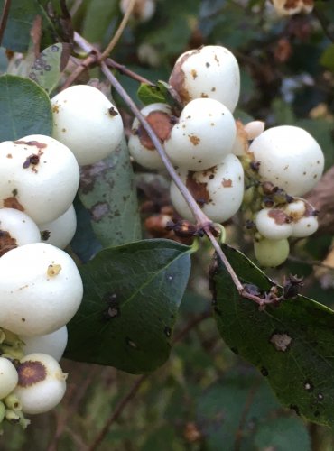 PÁMELNÍK BÍLÝ (Symphoricarpos albus) – ZRALÉ PLODY – FOTO: Marta Knauerová