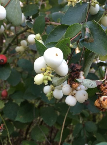 PÁMELNÍK BÍLÝ (Symphoricarpos albus) – ZRALÉ PLODY – FOTO: Marta Knauerová