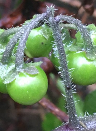 LILEK ČERNÝ (Solanum nigrum) – NEZRALÉ PLODY – FOTO: Marta Knauerová