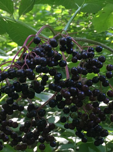 BEZ ČERNÝ (Sambucus nigra) – ZRALÉ PLODY – FOTO: Marta Knauerová