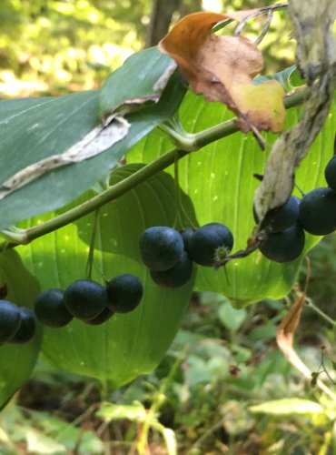 KOKOŘÍK MNOHOKVĚTÝ (Polygonatum multiflorum) – FOTO: Marta Knauerová