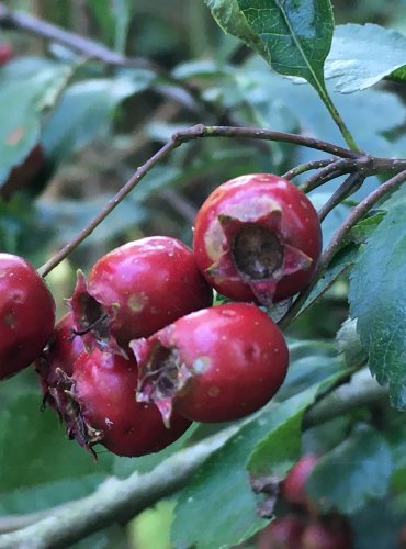 HLOH JEDNOSEMENNÝ (Crataegus monogyna) – ZRALÉ PLODY – FOTO: Marta Knauerová