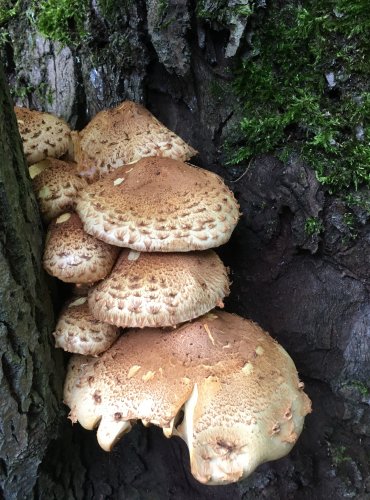 ŠUPINOVKA KOSTRBATÁ (Pholiota squarrosa) FOTO: Marta Knauerová