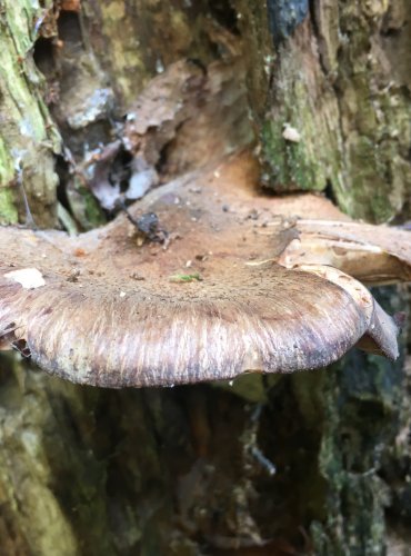 VÁCLAVKA HLÍZNATÁ (Armillaria gallica) FOTO: Marta Knauerová