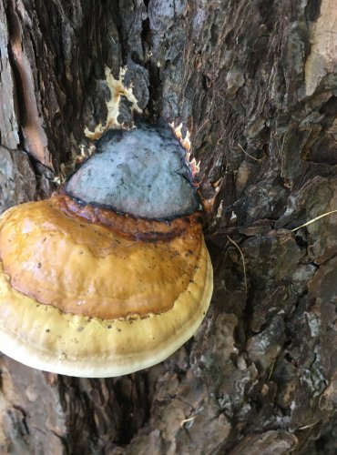 TROUDNATEC PÁSOVANÝ (Fomitopsis pinicola) FOTO: Marta Knauerová