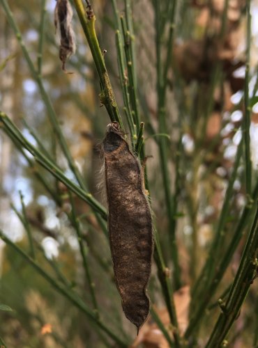 JANOVEC METLATÝ (Cytisus scoparius) – ZRALÉ PLODENSTVÍ – FOTO: Marta Knauerová