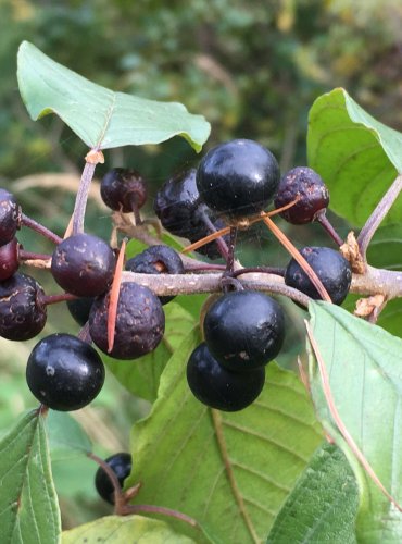 KRUŠINA OLŠOVÁ (Frangula alnus) – ZRALÉ PLODENSTVÍ – FOTO: Marta Knauerová