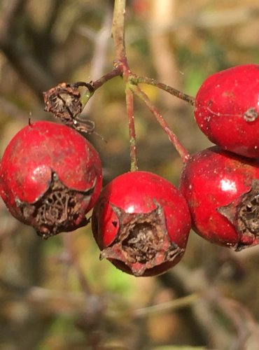 HLOH OBECNÝ (Crataegus laevigata) FOTO: Marta Knauerová