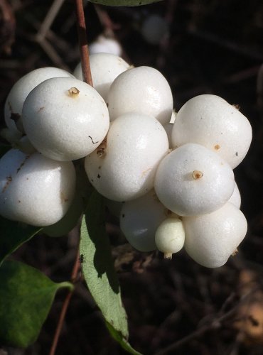 PÁMELNÍK BÍLÝ (Symphoricarpos albus) FOTO: Marta Knauerová